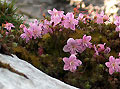 Fiori sulle roccie