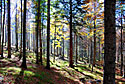 Nel bel bosco che porta verso il Bivacco Bianchi